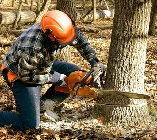Tree Removal in Johannesburg, MI